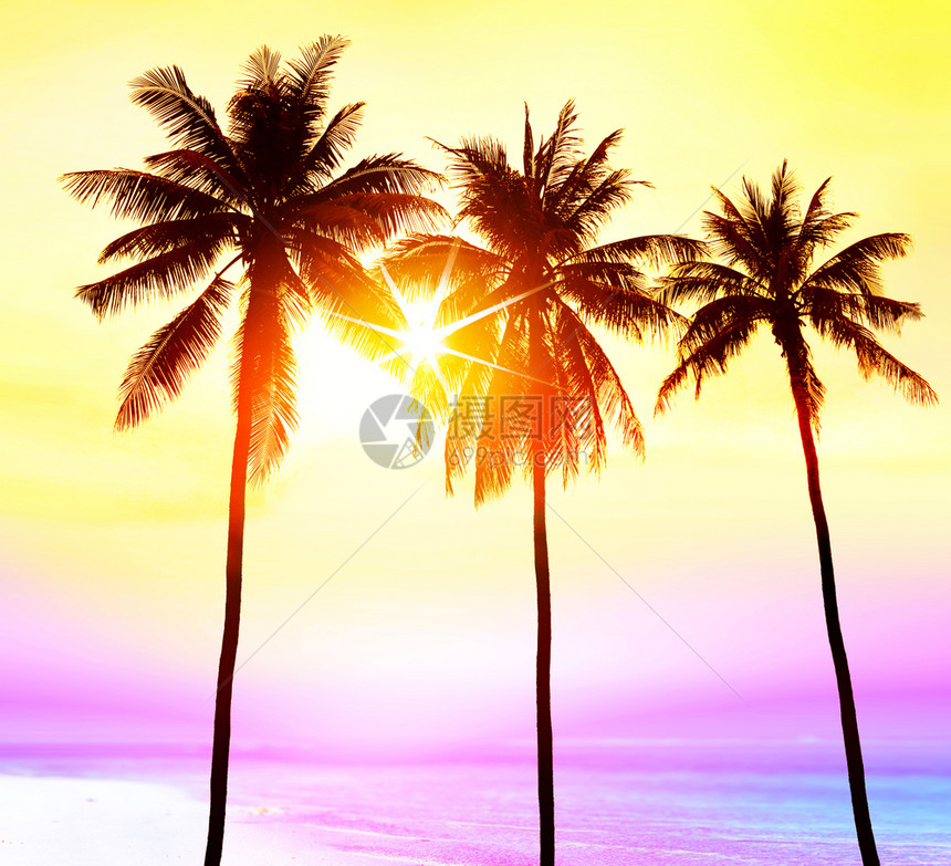 目的地日落时阳光照亮的海滩棕榈树影旅行者天堂黄色的多米尼加图片