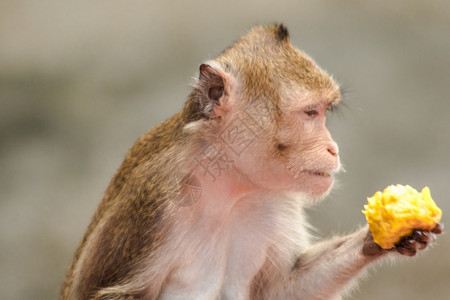 小猴子吃香蕉毛茸有趣的热带一只猕猴正在吃食物它有棕色的头发朝上背景
