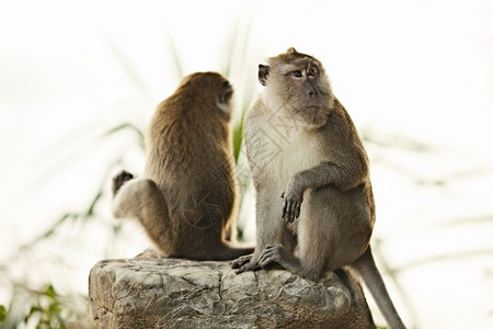野生动物猴子图片