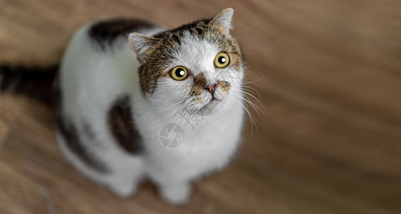 瞪大眼睛的猫咪图片
