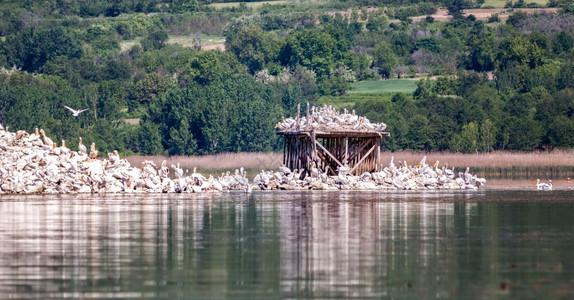 鹈鹕秘密野生动物在克基尼湖塞雷斯马其顿希腊图片