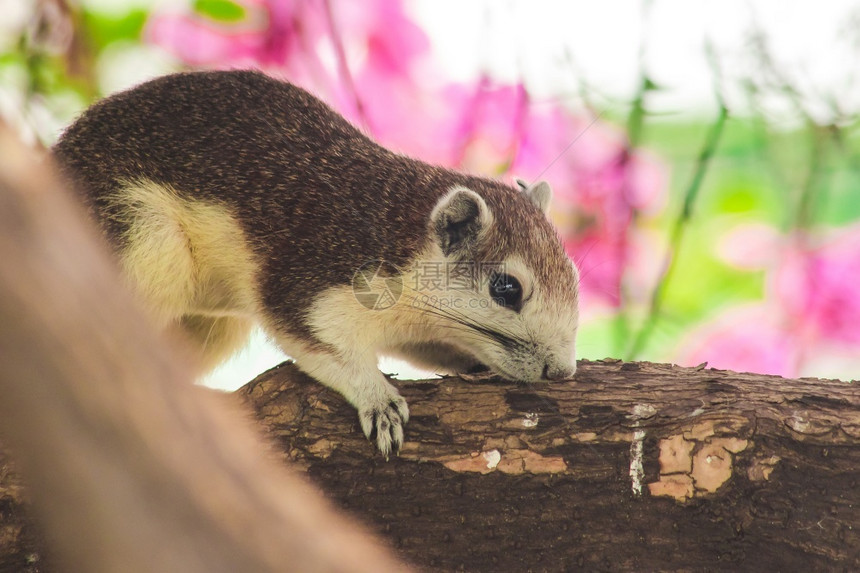 好奇的松鼠在树枝上是小型哺乳动物全身有毛皮墙纸吃图片