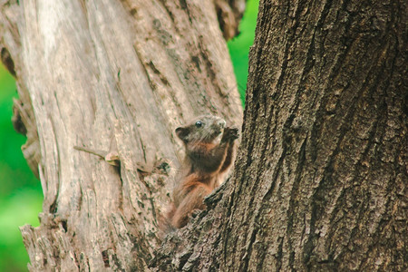 有趣的公园松鼠在树枝上是小型哺乳动物全身有毛皮好奇的图片