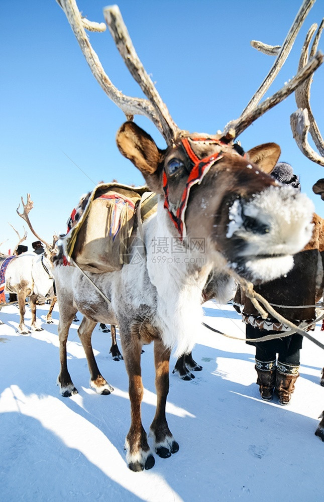 自然传统装饰雪橇中的驯鹿民族活动传统装饰雪橇中的驯鹿旅游一种图片