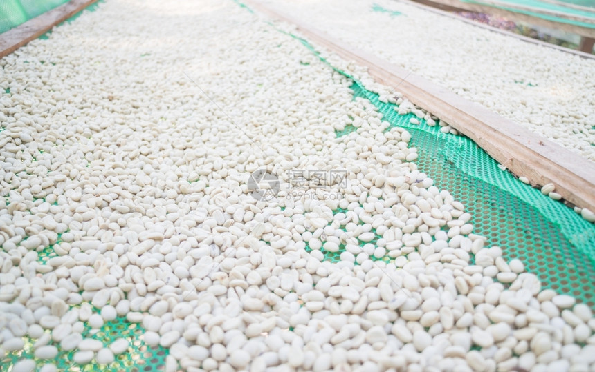 种子品尝庄稼绿咖啡豆在阳光下干股票照片图片