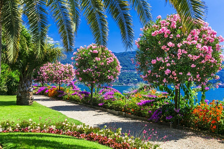 旅行伊特莱北部LagoMaggiore湖的美好花园欧洲公图片