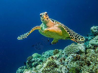 游泳乌龟危险海Hawksbill乌龟假扮成摄像头红色的背景