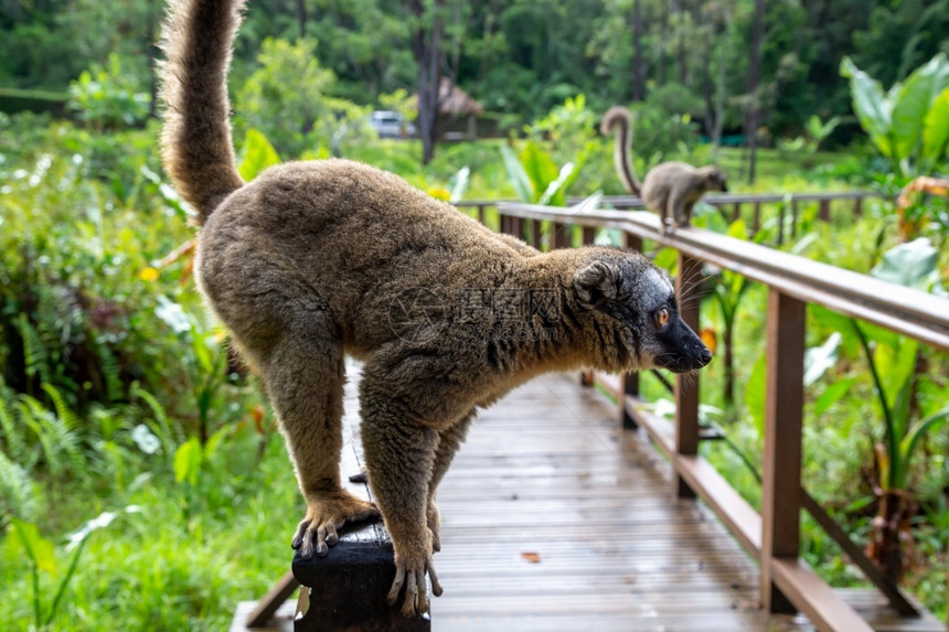 物种可爱的预订狐猴在木桥的扶手上跑狐猴在木桥的扶手上跑图片
