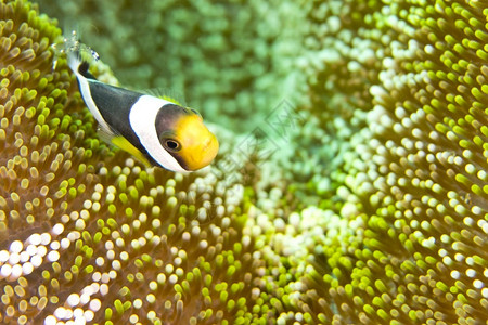 珊瑚PandaClownfishAmphiprionpolymnusClownfishAnemonefishDamselfish图片