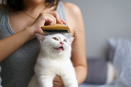 女人帮宠物猫咪梳毛图片