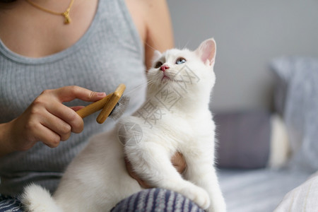 主人帮宠物猫咪梳毛的图片