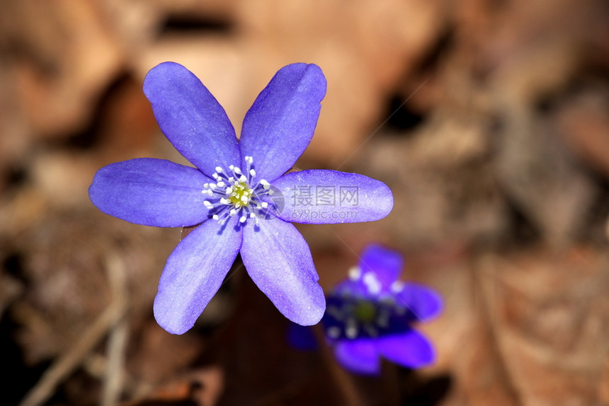 春天在阳光明媚的春季日子里高差异相的春时多花朵近距离图像黑白新血病或乙酮肝炎叶松脏肾薄荷花草盛开图片