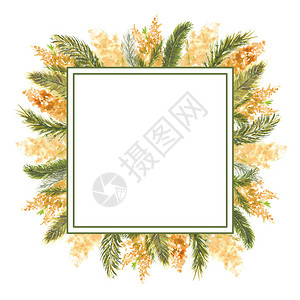 含羞草植物群明亮的横幅以白色孤立背景的Mimosa分形为外缘米莫萨边缘米莫萨分形为外部边缘白孤立背景水彩色插图的几何方格框水彩色插图设计图片