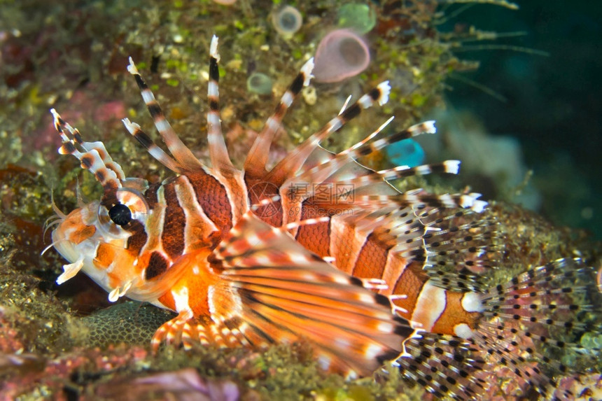 动物群潜水观察SpotfinLionfishPteroisantennataLembeh北苏拉威西印度尼亚洲图片