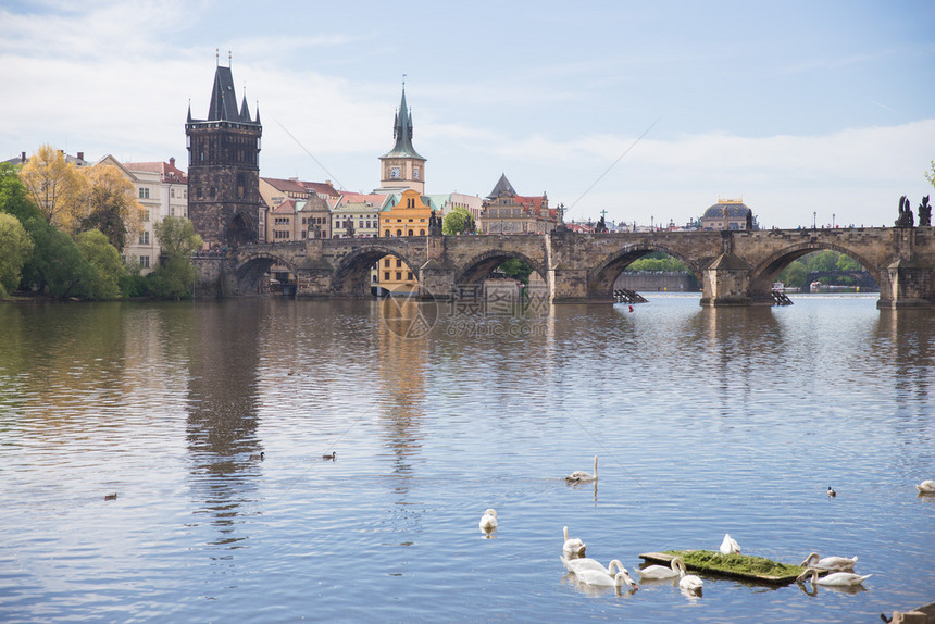 捷克布拉格市老查尔斯桥和Charles桥和Vltava河建筑上面有天鹅2019年4月6日旅行照片建筑学著名的景观图片