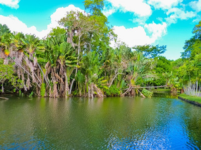 庞普勒穆斯吸引力自然毛里求斯岛庞普勒穆塞西沃萨古尔拉姆兰爵士植物园图片