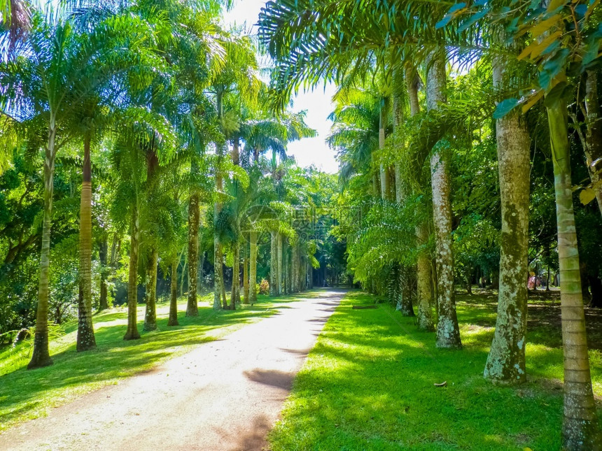 最佳美丽毛里求斯岛庞普勒穆塞西沃萨古尔拉姆兰爵士植物园美丽的图片