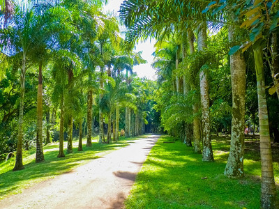 最佳美丽毛里求斯岛庞普勒穆塞西沃萨古尔拉姆兰爵士植物园美丽的图片