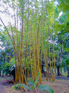 夏天毛里求斯岛庞普勒穆塞西沃萨古尔拉姆兰爵士植物园花异国情调图片