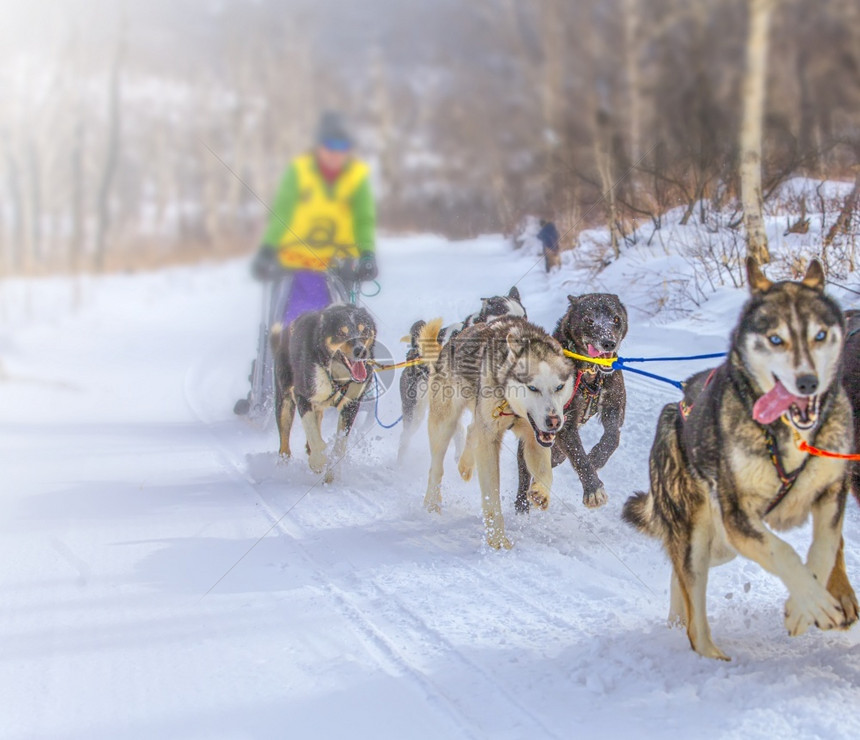 眼睛马具狗拉雪橇穆舍人躲在后面上跑狗比赛在冬季下雪图片