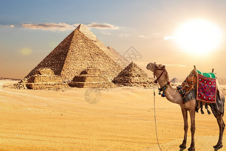 吉萨埃及金字塔在吉扎沙漠中的骆驼古老非洲人图片