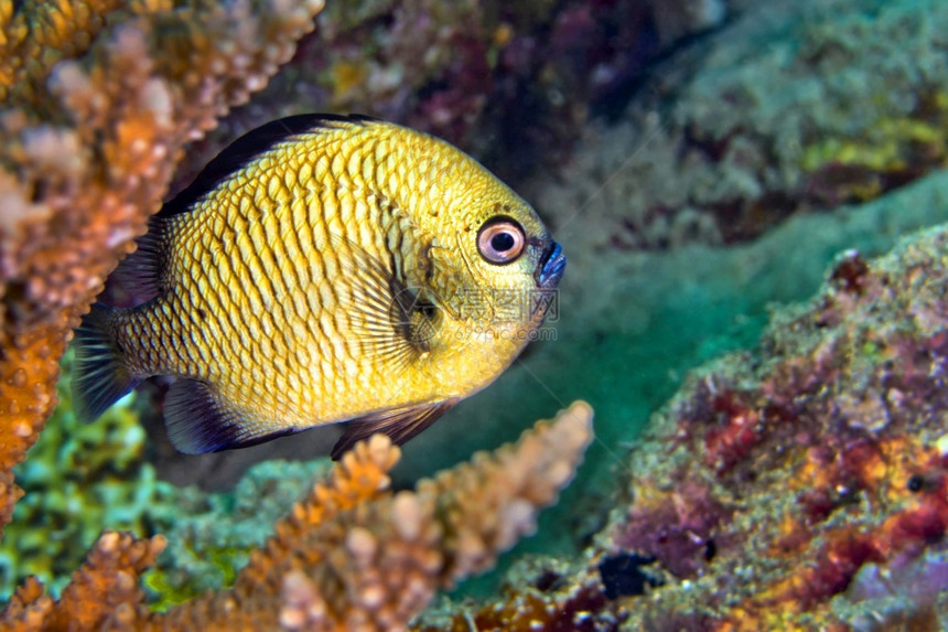 鳍观察主题雀鲷头带骗子网状雀鲷珊瑚礁蓝碧岛北苏拉威西印度尼亚洲图片