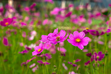 花景植物学在下面夏季花卉景观场与粉红色的波斯菊花在拉丁文CosmosBipinnatus在夏季草甸景观与波斯菊花盛开在夏季草甸双羽状背景