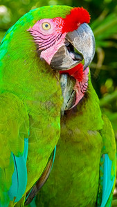 鸟物种公园在墨西哥的一家分行上沾满了多彩色的金刚鹦鹉图片