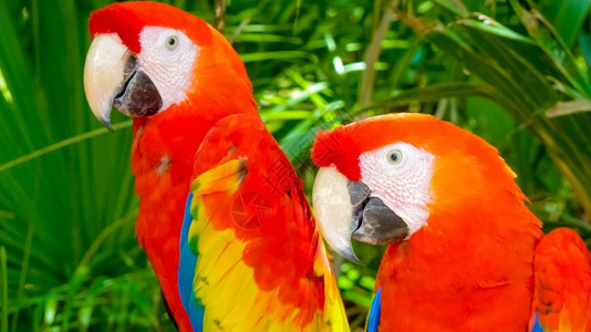 自然公园美国在墨西哥的一家分行上沾满了多彩色的金刚鹦鹉图片