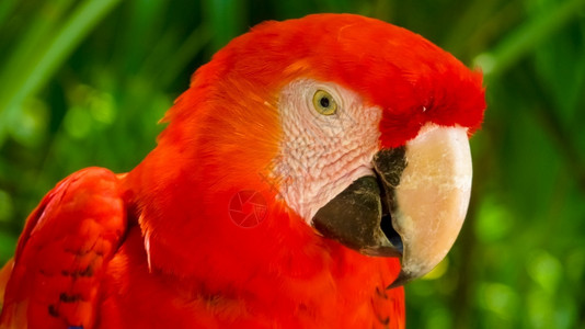 分支禽类在墨西哥的一家分行上沾满了多彩色的金刚鹦鹉喙图片