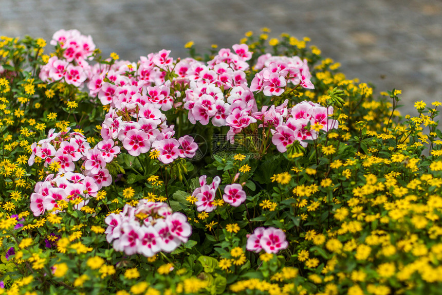 花园奥地利Insbruk以黄色和粉颜的阿尔卑斯山夏花粉色的路边图片