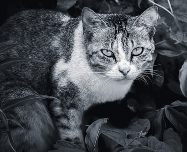 猫随时可以跳跃专注的眼神以严肃面部表情黑白照片向前看小猫花园俏皮图片