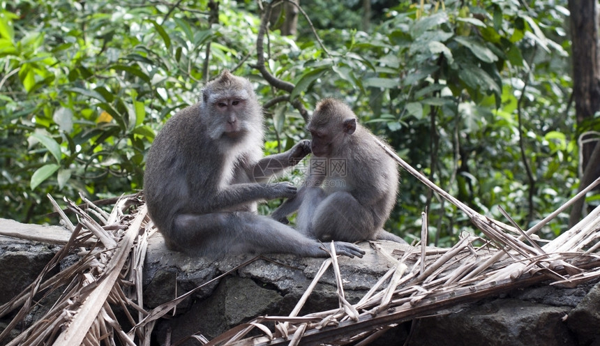 印度尼西亚乌布杜斯猴林中的子森动物可爱的图片