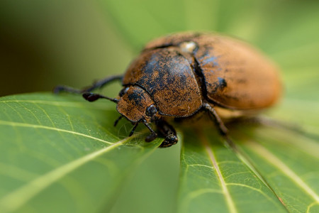 一种充满活力大型照片旧毛发甲虫寻找食物的古老甲虫黑白绿叶上的欧洲甲虫金龟子科背景图片