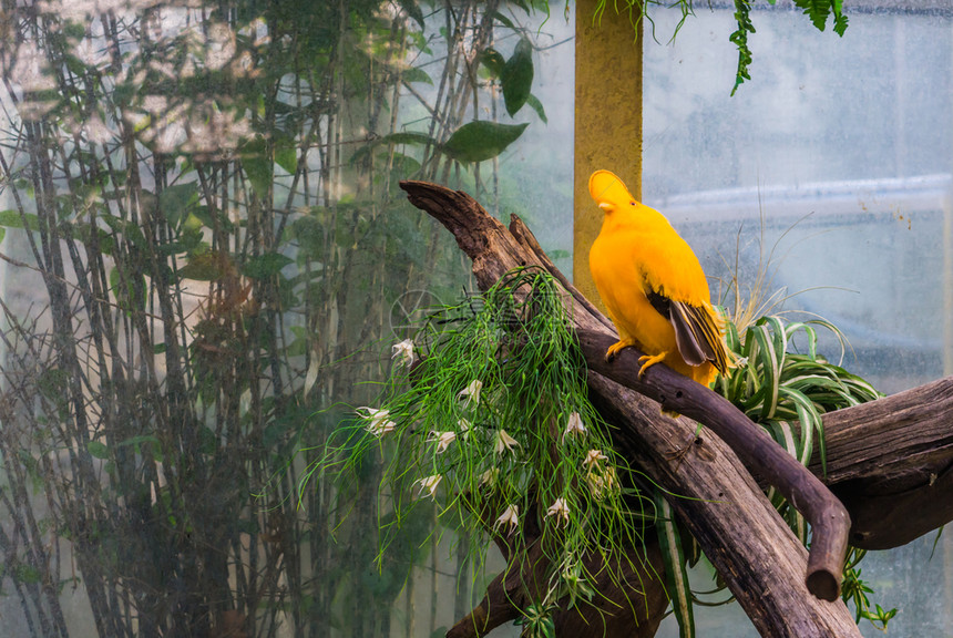 坐在来自吉亚纳的树枝热带和多彩斑纹的鸟儿上岩石类学橙成人图片