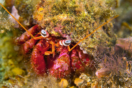 可爱小螃蟹礁深的生活GreathermitcrabDardanusspCaboCopePuntasdelCanegre自然公园地中海穆尔西背景