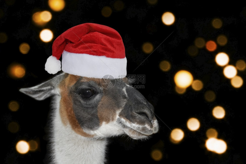 可爱的克劳斯黑色背景圣诞帽中的骆驼或羊肖像灯光模糊圣诞节或新年横幅黑色背景圣诞帽中的骆驼或羊肖像灯光模糊圣诞节或新年横幅愚蠢的图片