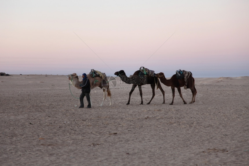 蓝色的撒哈拉沙漠早晨假期动物图片