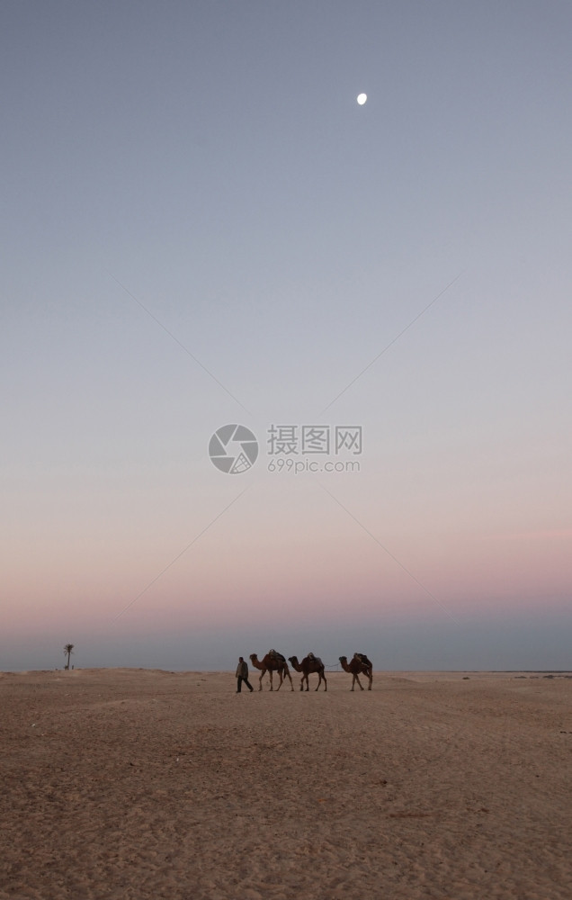 撒哈拉沙漠的早晨苹果浏览器假期阿拉伯图片