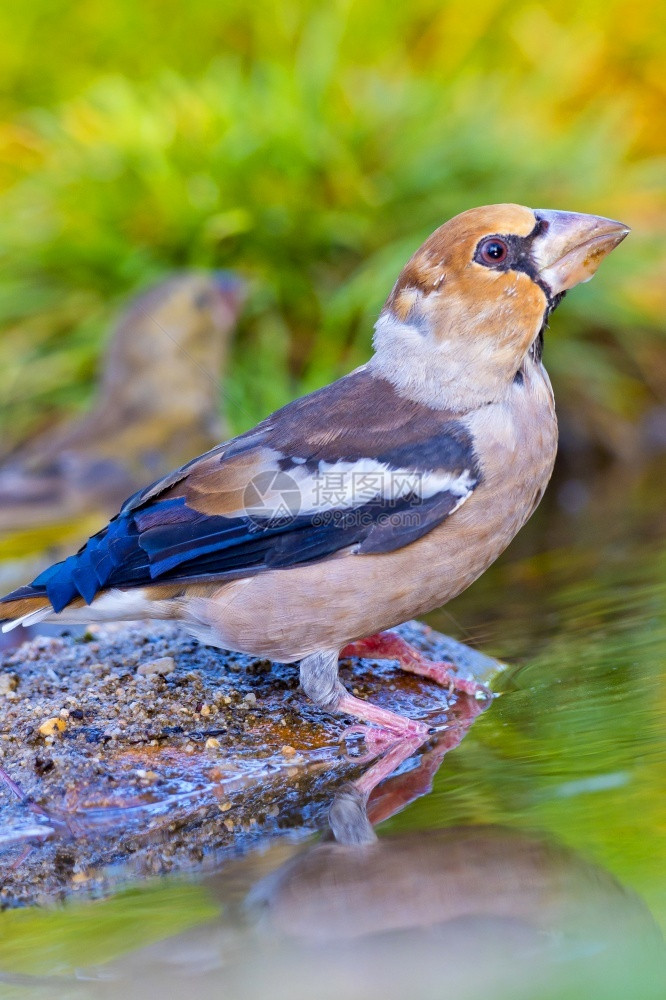 鸟动物群HawfinchCoccothraustescoccothraustes森林池塘地中海森林卡斯蒂利亚和莱昂西班牙欧洲栖息图片