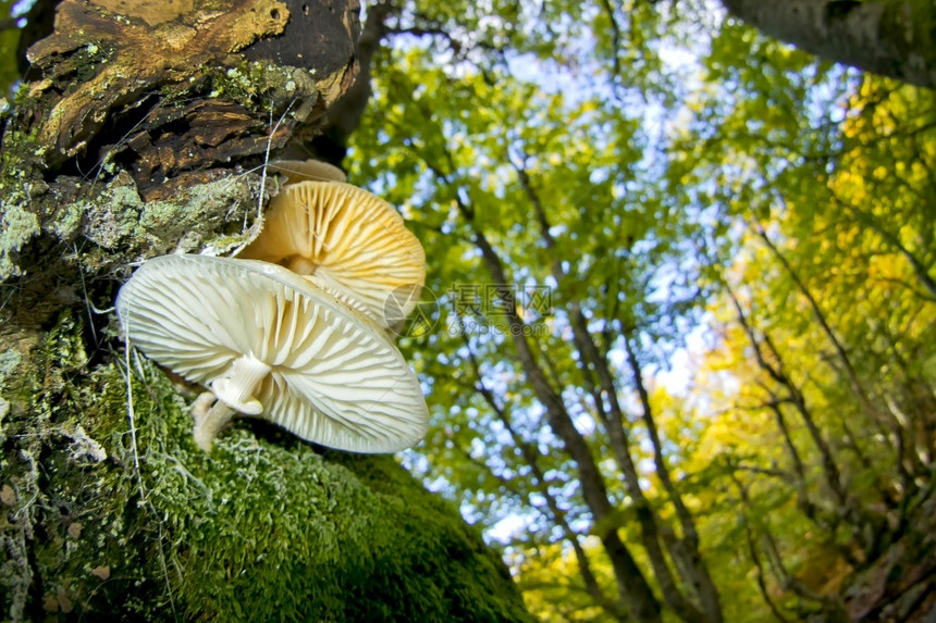 生物多样HayedodelaPedrosaBeechForestSierraAyllon塞哥维亚卡斯蒂利和莱昂西班牙欧洲树保护图片