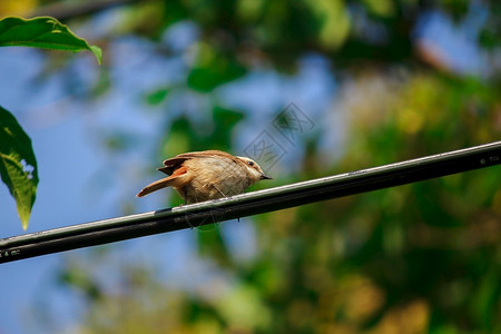 富尔维塔阿尔西佩泰国多伊印太南家公园的树木上fulvetta鸟公园泰国蒋丛林背景