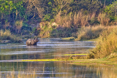 印度犀牛动物群生态旅游高清图片