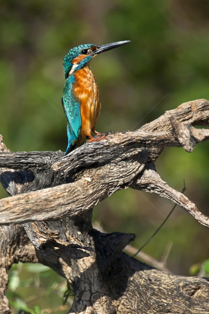 羽毛观鸟动物学翠阿尔塞多蒂斯塔霍河蒙弗拉格公园ZEPA生物圈保护区卡塞雷斯省埃特马杜拉西班牙欧洲图片