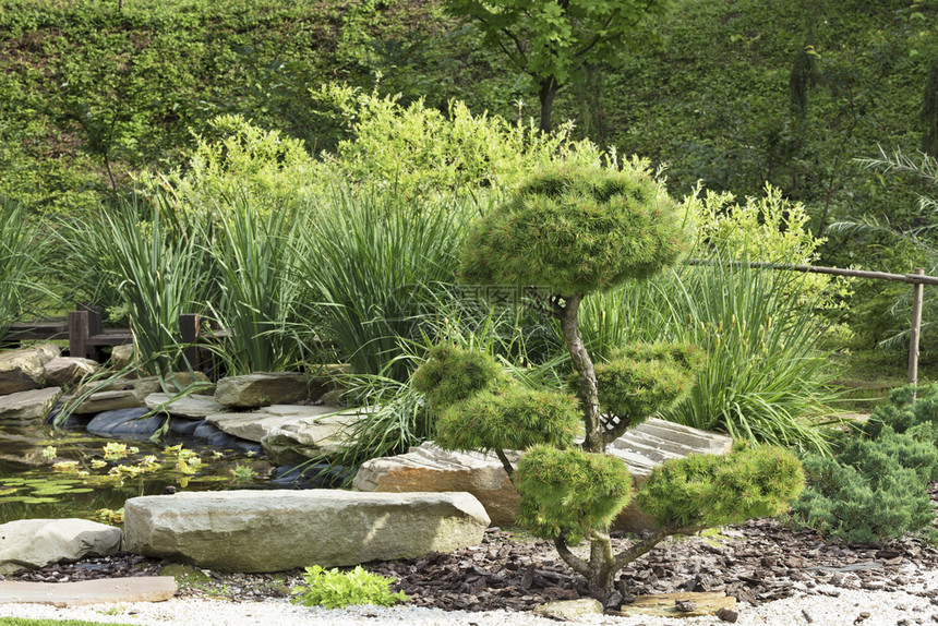 美丽的花园骨盆树日本传统石质园林中的松树日本石料园中的松树和人行道遗产创造力图片