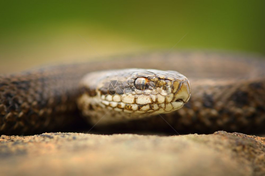 少年蛇科在自然栖息地上以野生爬行动物拍摄的图象该在自然栖息地上被列在自然保护联盟红名单中列为脆弱地带特兰西瓦尼亚图片