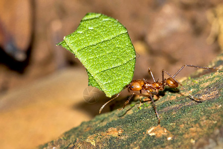 蓬塔雷勒切叶蚁热带雨林马里诺巴莱纳公园乌维塔德奥萨蓬雷纳斯哥达黎加中美洲国主题昆虫学丽的背景