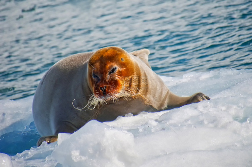 哺乳动物胡须海豹Erignathusbarbatus北极斯匹次卑尔根瓦巴挪威欧洲动物群图片