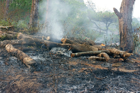 不一样火抽烟在松林中烧焦干草的灰这种粗心大意造成许多森林火灾特别在炎热季节树枝被砍断生态破坏导致气候变化环境不安全制作颜色背景