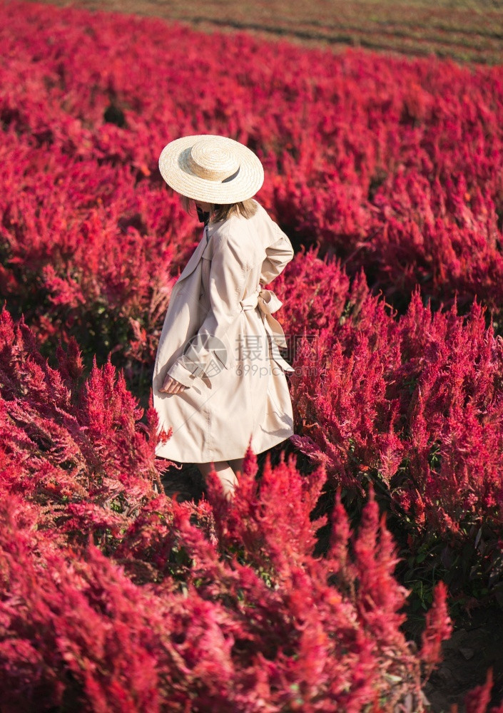 夏天身穿战壕大衣和草帽的妇女背部在红花田中行走漂亮的时髦图片